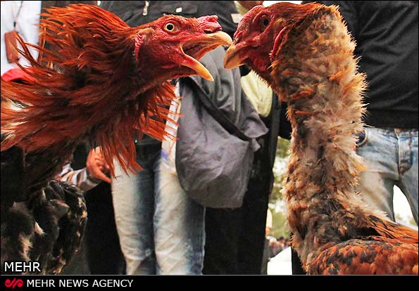 Animal-Rights-Watch-ARW-5771
