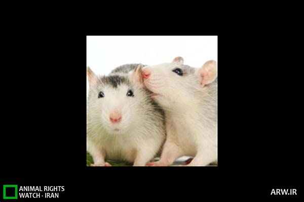 Animal-Rights-Watch-ARW-5775
