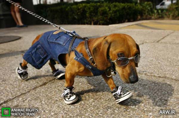 Animal-Rights-Watch-ARW-5778