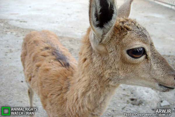 Animal-Rights-Watch-ARW-5780