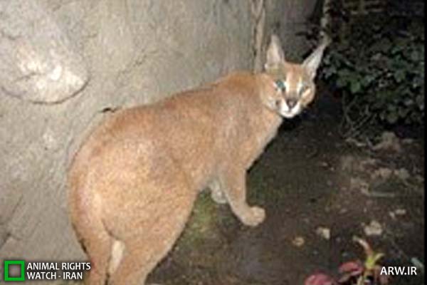 Animal-Rights-Watch-ARW-5782