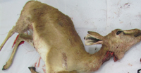 Animal-Rights-Watch-ARW-5785