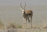 Animal-Rights-Watch-ARW-5786