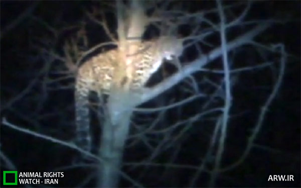 Animal-Rights-Watch-ARW-5789