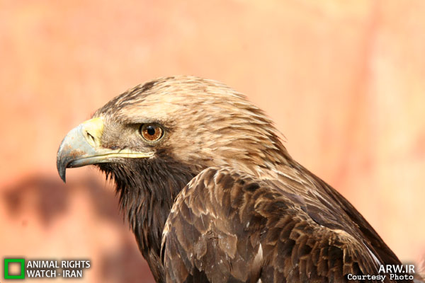 Animal-Rights-Watch-ARW-5792