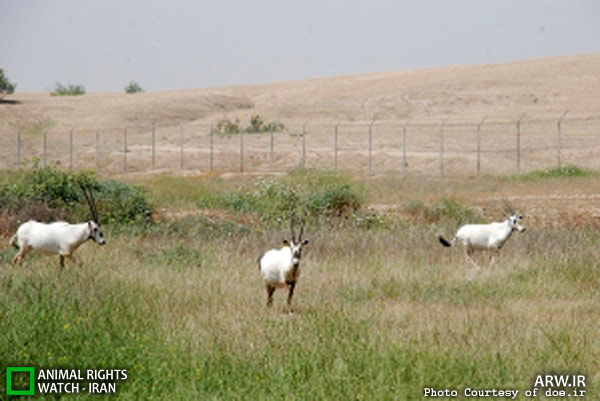 Animal-Rights-Watch-ARW-5795