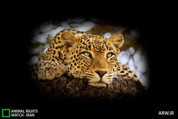 Animal-Rights-Watch-ARW-5802