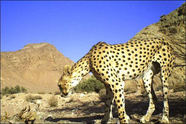 Animal-Rights-Watch-ARW-5805