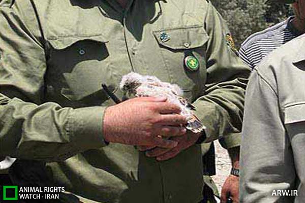 تصویر تزیینی است. Animal-Rights-Watch-ARW-5811