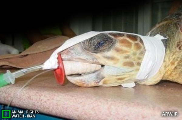 Animal-Rights-Watch-ARW-5842