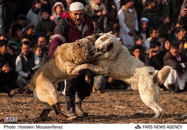 Animal-Rights-Watch-ARW-5854