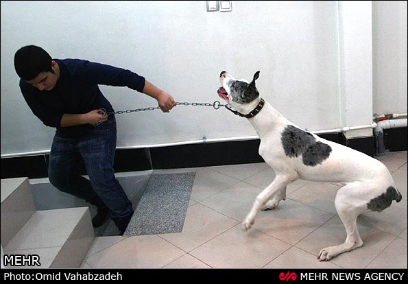Animal-Rights-Watch-ARW-5869