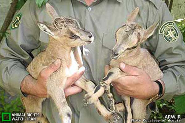 Animal-Rights-Watch-ARW-5884
