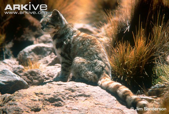 Andean-cat-sitting_004