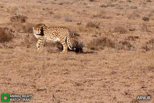 Animal-Rights-Watch-ARW-2090