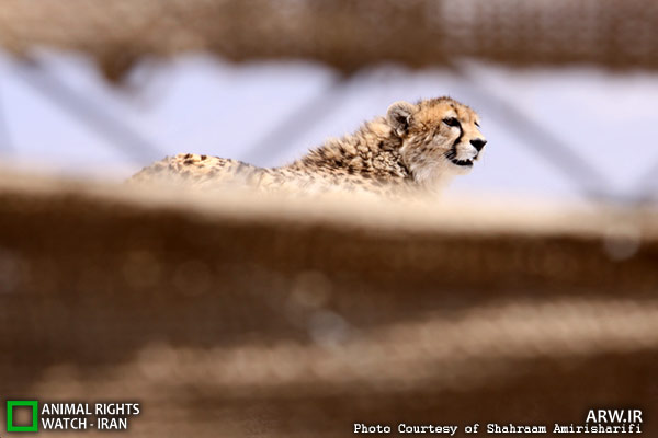 Animal-Rights-Watch-ARW-3478
