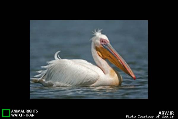 Animal-Rights-Watch-ARW-5360