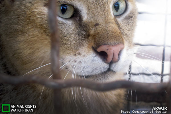 Animal-Rights-Watch-ARW-5872