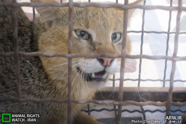 Animal-Rights-Watch-ARW-5873