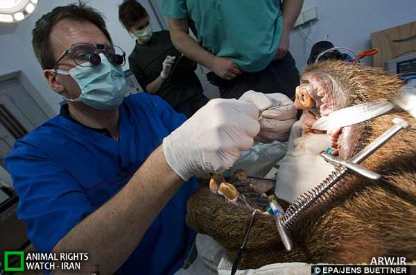Animal-Rights-Watch-ARW-5878