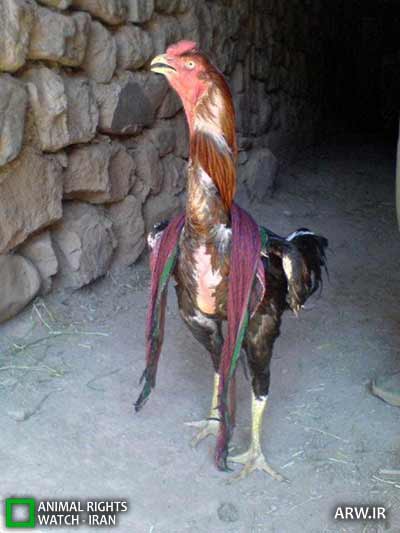 Animal-Rights-Watch-ARW-5879