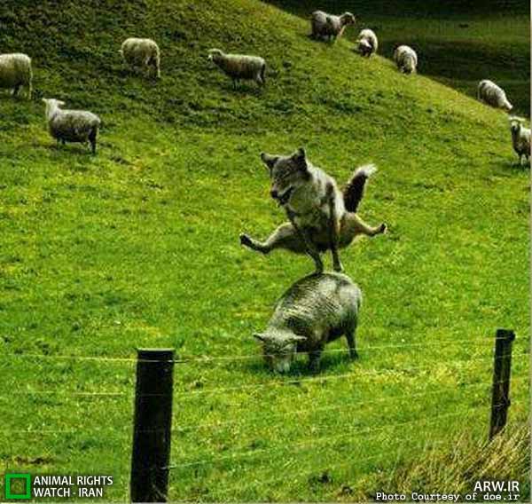 Animal-Rights-Watch-ARW-5883