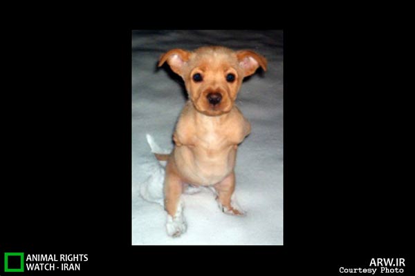 http://arw.ir/wp-content/uploads/2013/05/Animal-Rights-Watch-ARW-5887.jpg