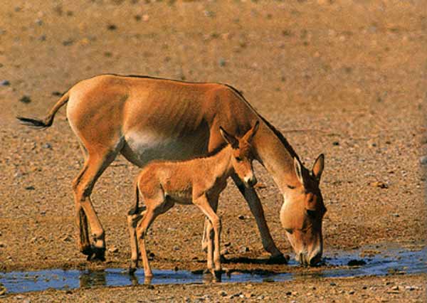 Animal-Rights-Watch-ARW-5889