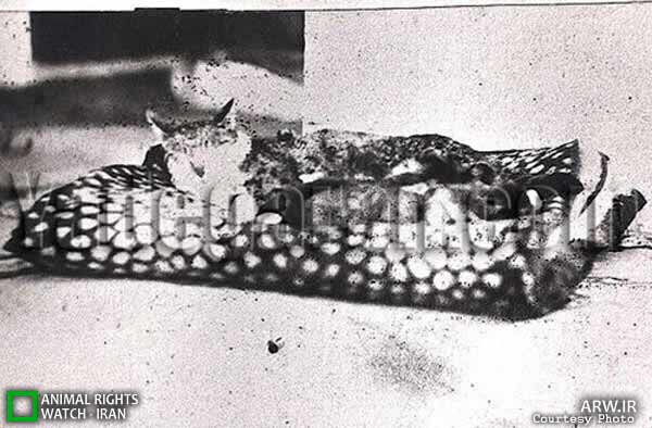 Animal-Rights-Watch-ARW-5890
