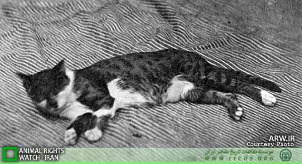 Animal-Rights-Watch-ARW-5891