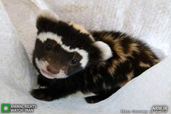 Animal-Rights-Watch-ARW-5893