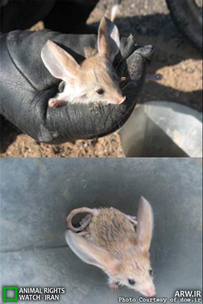 Animal-Rights-Watch-ARW-5894