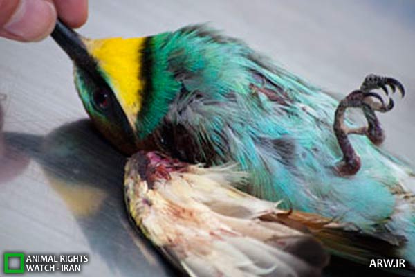 Animal-Rights-Watch-ARW-5895