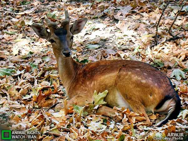 Animal-Rights-Watch-ARW-5899
