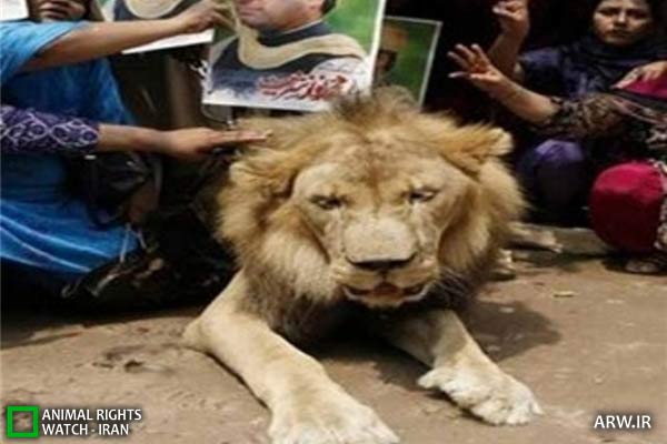 Animal-Rights-Watch-ARW-5902