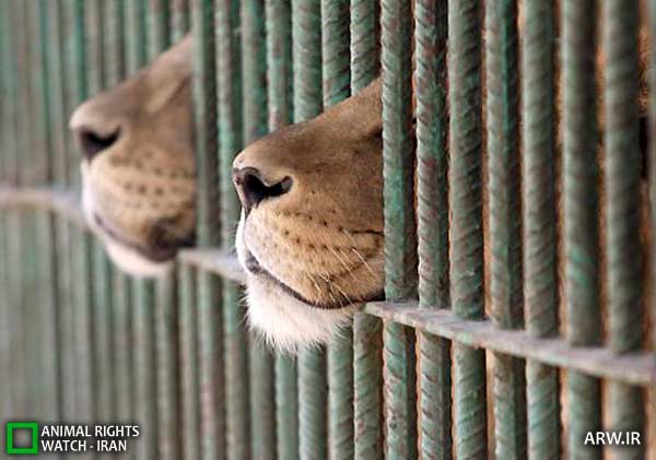 Animal-Rights-Watch-ARW-5927