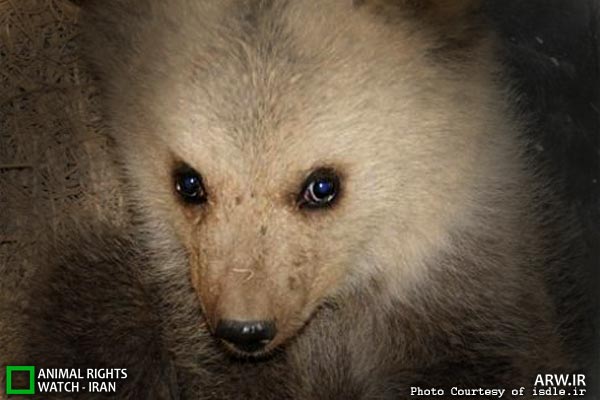 Animal-Rights-Watch-ARW-5945