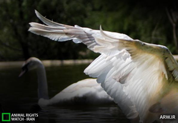 Animal-Rights-Watch-ARW-5951