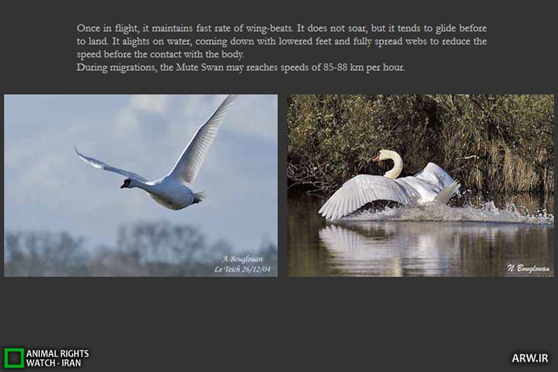 http://arw.ir/wp-content/uploads/2013/05/Animal-Rights-Watch-ARW-5958.jpg
