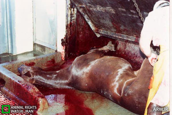 Animal-Rights-Watch-ARW-5965