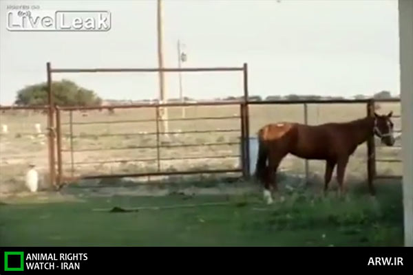 Animal-Rights-Watch-ARW-5966