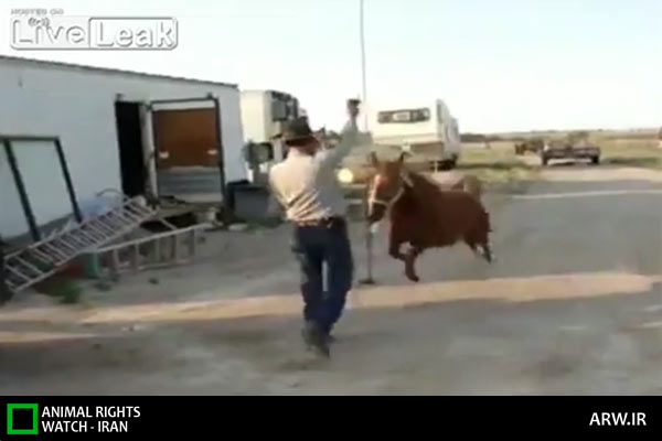 Animal-Rights-Watch-ARW-5970
