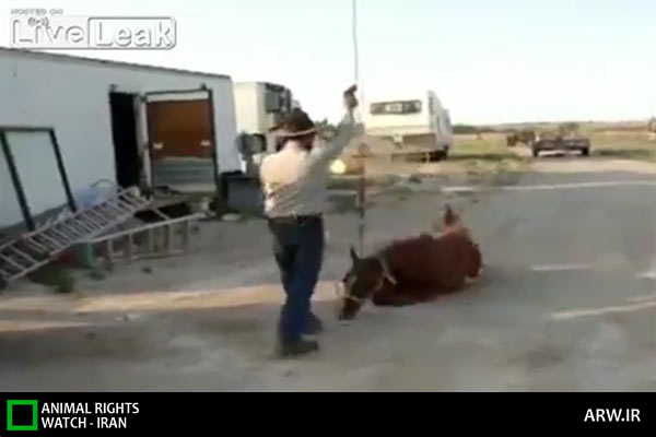 Animal-Rights-Watch-ARW-5971