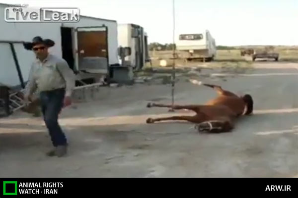 Animal-Rights-Watch-ARW-5973