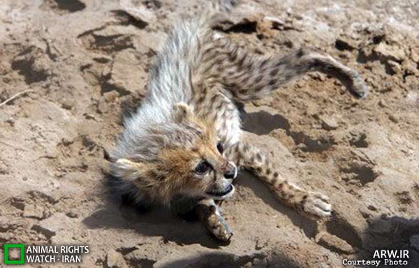 Animal-Rights-Watch-ARW-5976
