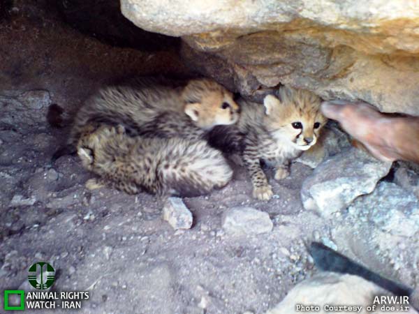 Animal-Rights-Watch-ARW-5977