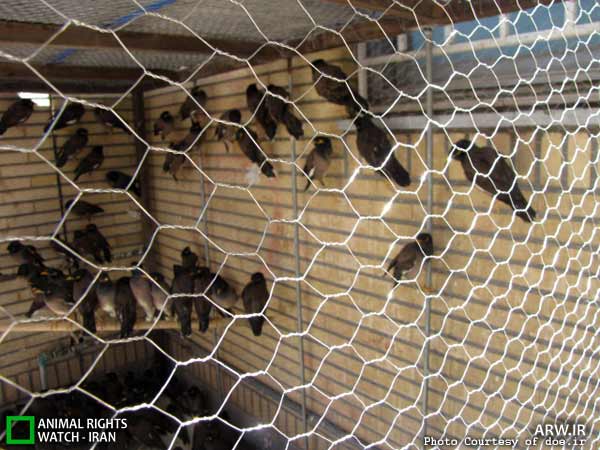 Animal-Rights-Watch-ARW-5979