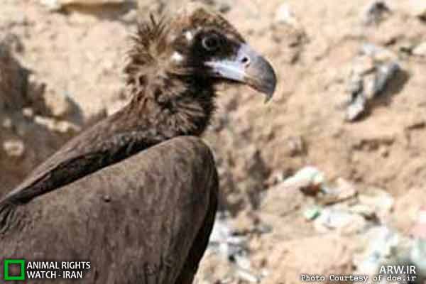 Animal-Rights-Watch-ARW-5980