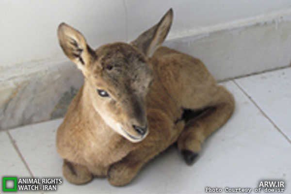 Animal-Rights-Watch-ARW-5981