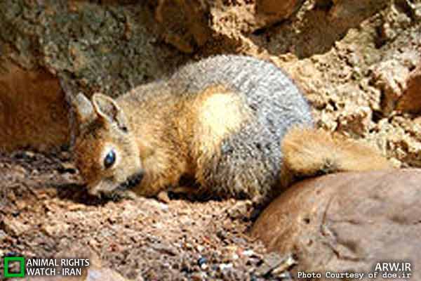 Animal-Rights-Watch-ARW-5982